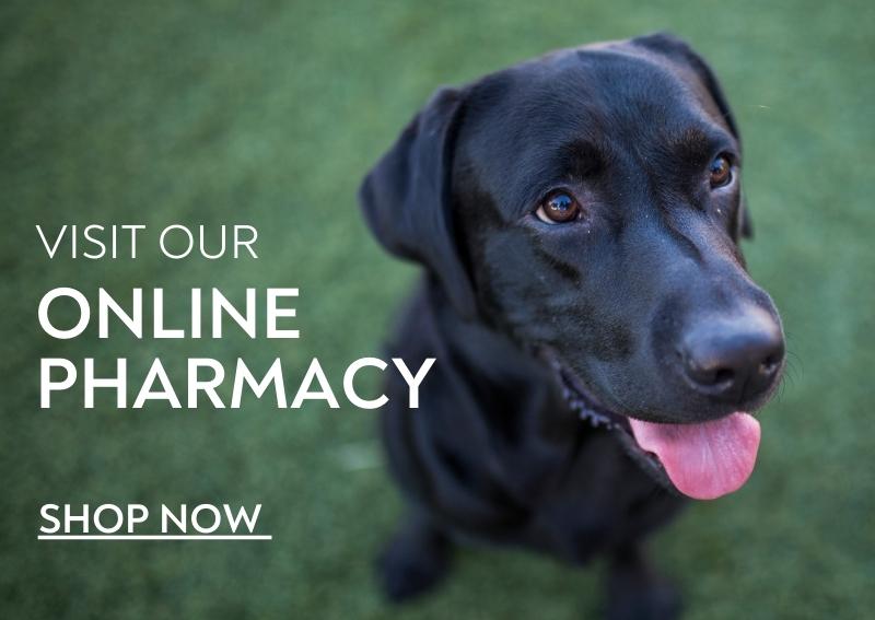 Carousel Slide 3: Shop Now