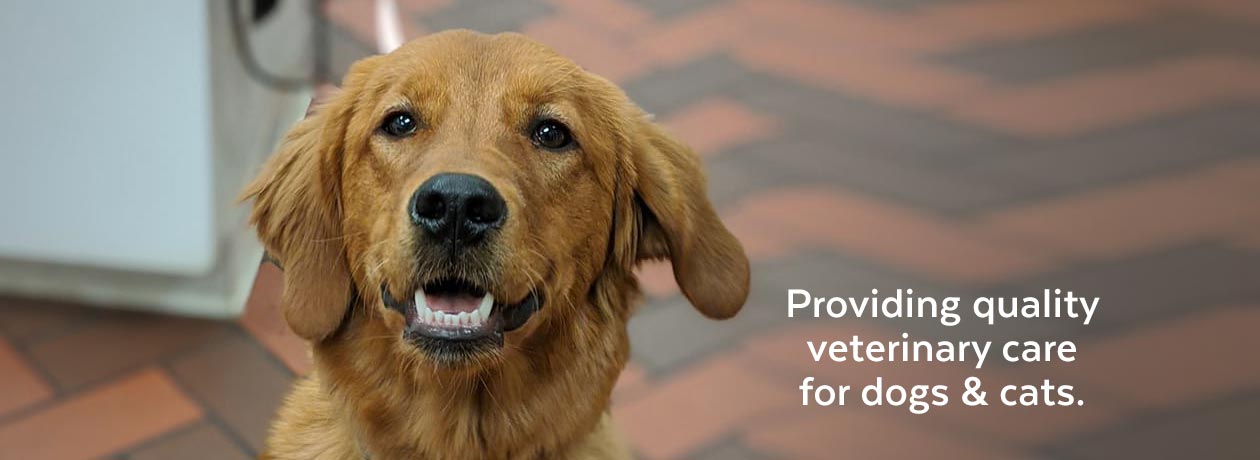 dogs and cats online contact number